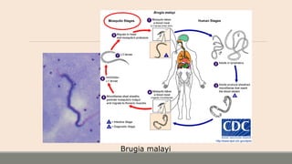 Brugia malayi
 