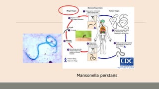 Mansonella perstans
 