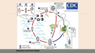 Intestinal and liver flukes
 