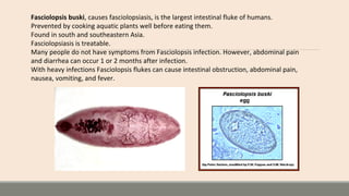 Fasciolopsis buski, causes fasciolopsiasis, is the largest intestinal fluke of humans.
Prevented by cooking aquatic plants well before eating them.
Found in south and southeastern Asia.
Fasciolopsiasis is treatable.
Many people do not have symptoms from Fasciolopsis infection. However, abdominal pain
and diarrhea can occur 1 or 2 months after infection.
With heavy infections Fasciolopsis flukes can cause intestinal obstruction, abdominal pain,
nausea, vomiting, and fever.
 