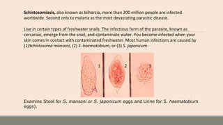 Schistosomiasis, also known as bilharzia, more than 200 million people are infected
worldwide. Second only to malaria as the most devastating parasitic disease.
Live in certain types of freshwater snails. The infectious form of the parasite, known as
cercariae, emerge from the snail, and contaminate water. You become infected when your
skin comes in contact with contaminated freshwater. Most human infections are caused by
(1)Schistosoma mansoni, (2) S. haematobium, or (3) S. japonicum.
Examine Stool for S. mansoni or S. japonicum eggs and Urine for S. haematobium
eggs).
1 2 3
 