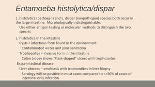 Entamoeba histolytica/dispar
E. histolytica (pathogen) and E. dispar (nonpathogen) species both occur in
the large intestine. Morphologically indistinguishable.
◦Use either antigen testing or molecular methods to distinguish the two
species
E. histolytica in the intestine
◦Cysts = infectious form found in the environment
◦Contaminated water and poor sanitation
◦Trophozoites = invasive form in the intestine
◦Colon biopsy shows “flask-shaped” ulcers with trophozoites
Extra-intestinal disease
◦Liver abscess – amebiasis with trophozoites in liver biopsy
◦Serology will be positive in most cases compared to <=50% of cases of
intestinal only infection
 
