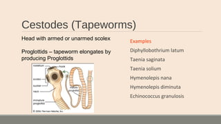 Cestodes (Tapeworms)
Examples
Diphyllobothrium latum
Taenia saginata
Taenia solium
Hymenolepis nana
Hymenolepis diminuta
Echinococcus granulosis
Head with armed or unarmed scolex
Proglottids – tapeworm elongates by
producing Proglottids
 