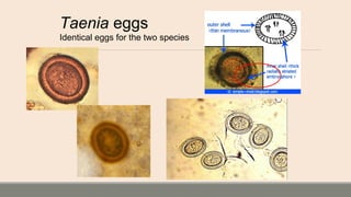 Taenia eggs
Identical eggs for the two species
 