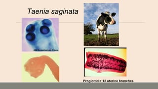 Taenia saginata
Proglottid > 12 uterine branches
 