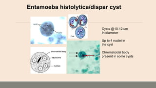 Entamoeba histolytica/dispar cyst
Cysts @10-12 um
In diameter
Up to 4 nuclei in
the cyst
Chromatoidal body
present in some cysts
 