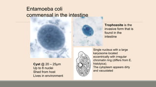 Entamoeba coli
commensal in the intestine
Cyst @ 20 – 25µm
Up to 8 nuclei
Shed from host
Lives in environment
Trophozoite is the
invasive form that is
found in the
intestine
Single nucleus with a large
karyosome located
eccentrically with irregular
chromatin ring (differs from E.
histolyica).
The cytoplasm appears dirty
and vacuolated
 
