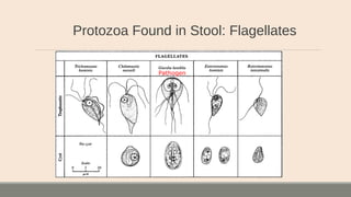 Protozoa Found in Stool: Flagellates
Pathogen
 