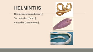 HELMINTHS
Nematodes (roundworms)
Trematodes (flukes)
Cestodes (tapeworms)
 