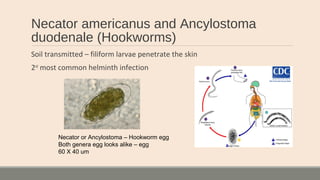 Necator americanus and Ancylostoma
duodenale (Hookworms)
Soil transmitted – filiform larvae penetrate the skin
2nd
most common helminth infection
Necator or Ancylostoma – Hookworm egg
Both genera egg looks alike – egg
60 X 40 um
 