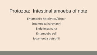 Protozoa: Intestinal amoeba of note
Entamoeba histolytica/dispar
Entamoeba hartmanni
Endolimax nana
Entamoeba coli
Iodamoeba butschlii
 
