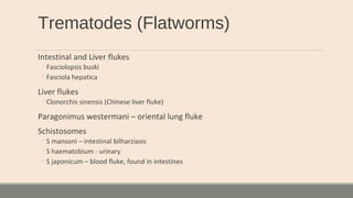 Trematodes (Flatworms)
Intestinal and Liver flukes
◦Fasciolopsis buski
◦Fasciola hepatica
Liver flukes
◦Clonorchis sinensis (Chinese liver fluke)
Paragonimus westermani – oriental lung fluke
Schistosomes
◦S mansoni – intestinal bilharziasis
◦S haematobium - urinary
◦S japonicum – blood fluke, found in intestines
 