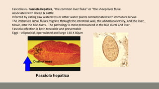 Fasciola hepatica
Distinct nose
Fascioliasis- Fasciola hepatica, "the common liver fluke" or "the sheep liver fluke.
Associated with sheep & cattle
Infected by eating raw watercress or other water plants contaminated with immature larvae.
The immature larval flukes migrate through the intestinal wall, the abdominal cavity, and the liver
tissue, into the bile ducts. The pathology is most pronounced in the bile ducts and liver.
Fasciola infection is both treatable and preventable
Eggs – ellipsoidal, operculated and large 140 X 80µm
 