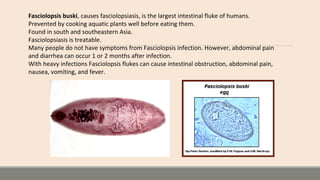 Schistosoma mansonii
 