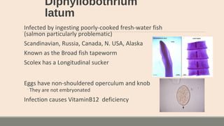 Diphyllobothrium
latum
Infected by ingesting poorly-cooked fresh-water fish
(salmon particularly problematic)
Scandinavian, Russia, Canada, N. USA, Alaska
Known as the Broad fish tapeworm
Scolex has a Longitudinal sucker
Eggs have non-shouldered operculum and knob
◦They are not embryonated
Infection causes VitaminB12 deficiency
 