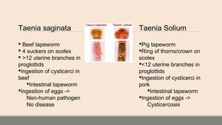 Taenia saginata
 Beef tapeworm
 4 suckers on scolex
 >12 uterine branches in
proglottids
Ingestion of cysticerci in
beef
Intestinal tapeworm
Ingestion of eggs ->
Non-human pathogen
No disease
Taenia Solium
Pig tapeworm
Ring of thorns/crown on
scolex
<12 uterine branches in
proglottids
Ingestion of cysticerci in
pork
Intestinal tapeworm
Ingestion of eggs ->
Cysticercosis
 