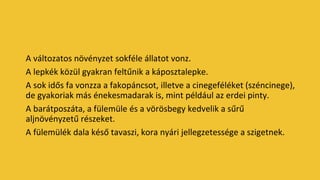 A változatos növényzet sokféle állatot vonz.
A lepkék közül gyakran feltűnik a káposztalepke.
A sok idős fa vonzza a fakopáncsot, illetve a cinegeféléket (széncinege),
de gyakoriak más énekesmadarak is, mint például az erdei pinty.
A barátposzáta, a fülemüle és a vörösbegy kedvelik a sűrű
aljnövényzetű részeket.
A fülemülék dala késő tavaszi, kora nyári jellegzetessége a szigetnek.
 