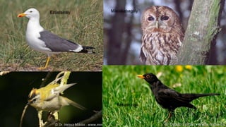 Ezüstsirály Macskabagoly
Fekete rigó
 