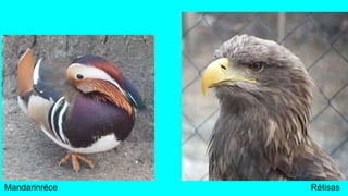 Mandarinréce Rétisas
 