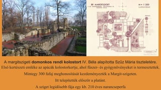 A margitszigeti domonkos rendi kolostort IV. Béla alapította Szűz Mária tiszteletére.
Első kertészeti emléke az apácák kolostorkertje, ahol fűszer- és gyógynövényeket is termesztettek.
Mintegy 300 fafaj meghonosítását kezdeményezték a Margit-szigeten.
Itt telepítették először a platánt.
A sziget legidősebb fája egy kb. 210 éves narancseperfa
 