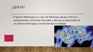 ¿QUÉ ES?
• El género Marburgvirus o virus de Marburgo agrupa a filovirus
pertenecientes a la familia Filoviridae y alberga al responsable de
una fiebre hemorrágica viral de elevada mortalidad
INDICE
 