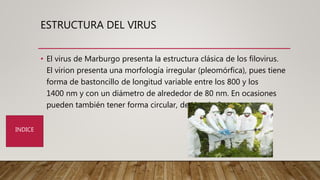 ESTRUCTURA DEL VIRUS
• El virus de Marburgo presenta la estructura clásica de los filovirus.
El virion presenta una morfología irregular (pleomórfica), pues tiene
forma de bastoncillo de longitud variable entre los 800 y los
1400 nm y con un diámetro de alrededor de 80 nm. En ocasiones
pueden también tener forma circular, de U o de 6.
INDICE
 