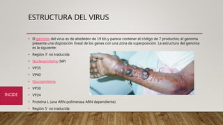 ESTRUCTURA DEL VIRUS
• El genoma del virus es de alrededor de 19 Kb y parece contener el código de 7 productos; el genoma
presenta una disposición lineal de los genes con una zona de superposición. La estructura del genoma
es la siguiente:
• Región 3’ no traducida
• Nucleoproteína (NP)
• VP35
• VP40
• Glucoproteína
• VP30
• VP24
• Proteína L (una ARN polimerasa ARN dependiente)
• Región 5’ no traducida
INCIDE
 