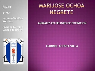 Marijose Ochoa Negrete Español 3° “C” Instituto Científico Motolinia Fecha de Entrega : Lunes 3 de octubre ANIMALESEN PELIGRO DE EXTINICION GABRIEL ACOSTA VILLA 