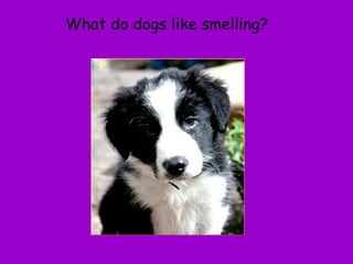 What do dogs like smelling? 