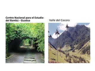 Centro Nacional para el Estudio
del Bambú - Guadua                Valle del Cocora
 