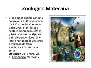 Zoológico Matecaña
• El zoológico cuenta con una
  colección de 800 individuos
  de 150 especies diferentes,
  entre aves, mamíferos y
  reptiles de América, África,
  y Asia, además de algunos
  animales endémicos. En el
  jardín hay además una gran
  diversidad de flora
  endémica y nativa de la
  zona.
  Ubicación En Pereira, vía
  al Aeropuerto Matecaña.
 
