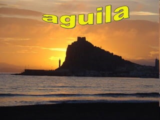 aguila 