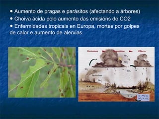 ● Aumento de pragas e parásitos (afectando a árbores)
● Choiva ácida polo aumento das emisións de CO2
● Enfermidades tropicais en Europa, mortes por golpes
de calor e aumento de alerxias
 