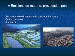 ● Emisións de metano, provocadas por:


•-Tratamento  e eliminación de residuos humanos.
-Cultivo de arroz.
-Gandaría
 