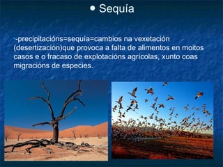 ● Sequía

•-precipitacións=sequía=cambios   na vexetación
(desertización)que provoca a falta de alimentos en moitos
casos e o fracaso de explotacións agrícolas, xunto coas
migracións de especies.
 
