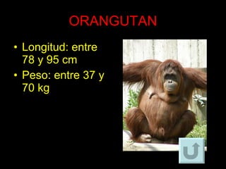 ORANGUTAN Longitud: entre 78 y 95 cm Peso: entre 37 y 70 kg 