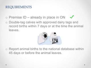 REQUIREMENTS
o Premise ID – already in place in ON
o Double-tag calves with approved dairy tags and
record births within 7 days or at the time the animal
leaves.
o Report animal births to the national database within
45 days or before the animal leaves.
 