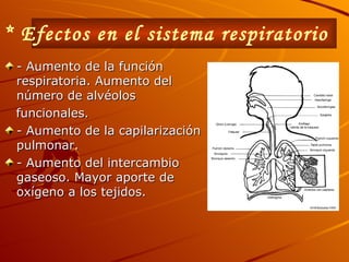 * Efectos en el sistema respiratorio   - Aumento de la función respiratoria. Aumento del número de alvéolos funcionales. - Aumento de la capilarización pulmonar. - Aumento del intercambio gaseoso. Mayor aporte de oxígeno a los tejidos. 
