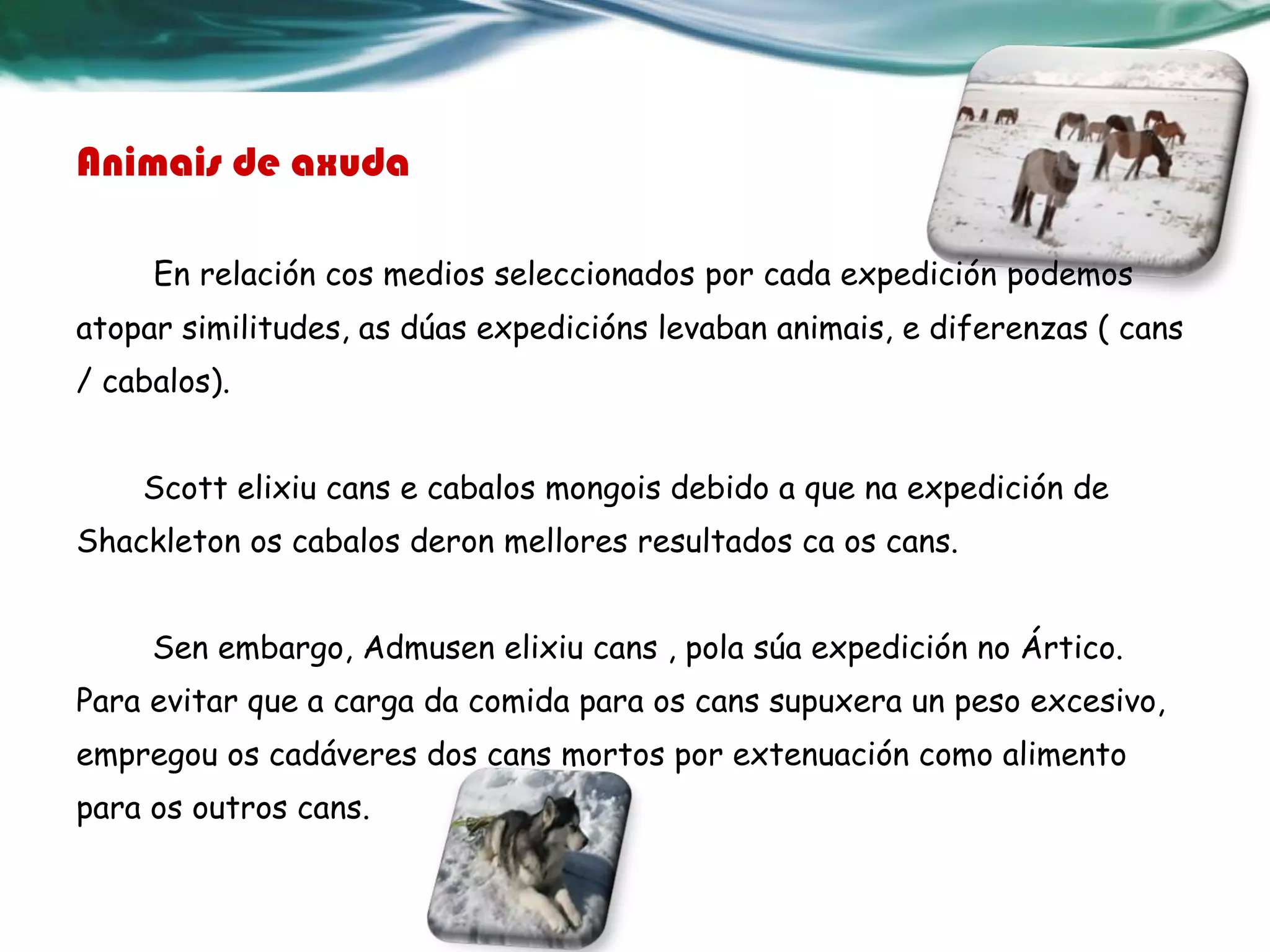 Animais de axuda
En relación cos medios seleccionados por cada expedición podemos
atopar similitudes, as dúas expedicións levaban animais, e diferenzas ( cans
/ cabalos).
Scott elixiu cans e cabalos mongois debido a que na expedición de
Shackleton os cabalos deron mellores resultados ca os cans.
Sen embargo, Admusen elixiu cans , pola súa expedición no Ártico.
Para evitar que a carga da comida para os cans supuxera un peso excesivo,
empregou os cadáveres dos cans mortos por extenuación como alimento
para os outros cans.
 