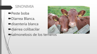 SINONIMIA
Peste boba
Diarrea Blanca.
disentería blanca
diarrea colibacilar
salmonelosis de los terneros
 
