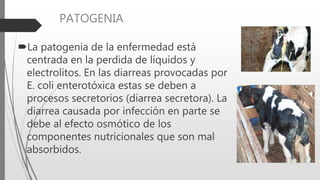 PATOGENIA
La patogenia de la enfermedad está
centrada en la perdida de líquidos y
electrolitos. En las diarreas provocadas por
E. coli enterotóxica estas se deben a
procesos secretorios (diarrea secretora). La
diarrea causada por infección en parte se
debe al efecto osmótico de los
componentes nutricionales que son mal
absorbidos.
 