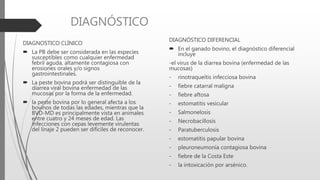 DIAGNÓSTICO
DIAGNOSTICO CLÍNICO
 La PB debe ser considerada en las especies
susceptibles como cualquier enfermedad
febril aguda, altamente contagiosa con
erosiones orales y/o signos
gastrointestinales.
 La peste bovina podrá ser distinguible de la
diarrea viral bovina enfermedad de las
mucosas por la forma de la enfermedad.
 la peste bovina por lo general afecta a los
bovinos de todas las edades, mientras que la
BVD-MD es principalmente vista en animales
entre cuatro y 24 meses de edad. Las
infecciones con cepas levemente virulentas
del linaje 2 pueden ser difíciles de reconocer.
DIAGNÓSTICO DIFERENCIAL
 En el ganado bovino, el diagnóstico diferencial
incluye
-el virus de la diarrea bovina (enfermedad de las
mucosas)
- rinotraqueítis infecciosa bovina
- fiebre catarral maligna
- fiebre aftosa
- estomatitis vesicular
- Salmonelosis
- Necrobacillosis
- Paratuberculosis
- estomatitis papular bovina
- pleuroneumonía contagiosa bovina
- fiebre de la Costa Este
- la intoxicación por arsénico.
 