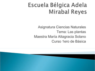 Asignatura Ciencias Naturales
Tema: Las plantas
Maestra María Altagracia Solano
Curso 1ero de Básica
 
