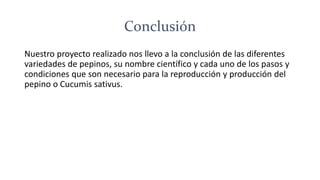 Conclusión 
Nuestro proyecto realizado nos llevo a la conclusión de las diferentes 
variedades de pepinos, su nombre científico y cada uno de los pasos y 
condiciones que son necesario para la reproducción y producción del 
pepino o Cucumis sativus. 
