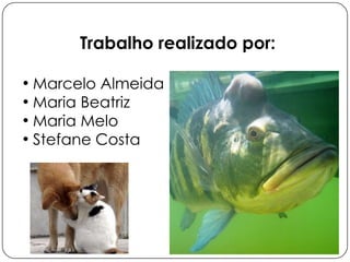 Trabalho realizado por:
• Marcelo Almeida
• Maria Beatriz
• Maria Melo
• Stefane Costa

 