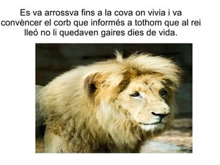 Es va arrossva fins a la cova on vivia i va
convèncer el corb que informés a tothom que al rei
     lleó no li quedaven gaires dies de vida.
 