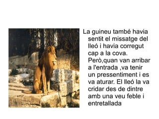 La guineu també havia
 sentit el missatge del
 lleó i havia corregut
 cap a la cova.
 Però,quan van arribar
 a l'entrada ,va tenir
 un pressentiment i es
 va aturar. El lleó la va
 cridar des de dintre
 amb una veu feble i
 entretallada
 
