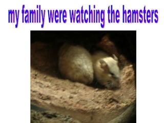my family were watching the hamsters 