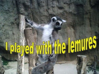I played with the lemures 