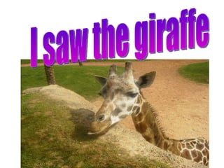 I saw the giraffe 